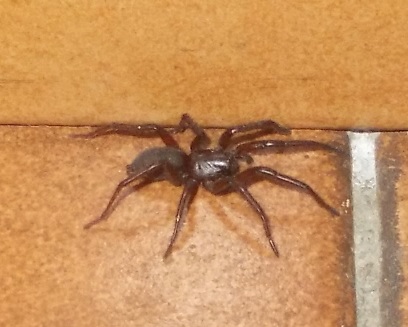 Gnaphosa sp.